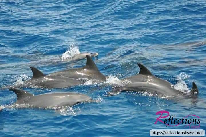 Snorkeling Day Trip At Satayh Dolphin Reef