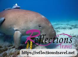 Diving in Marsa Alam