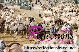 Birqash Camel Market From Cairo